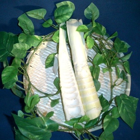 Amazon.co.jp: 山口県産「真竹のたけのこ 」2kg（マダケ、本竹、筍